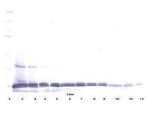 IL22 Antibody - Western Blot (reducing) of IL-22 antibody. This image was taken for the unconjugated form of this product. Other forms have not been tested.
