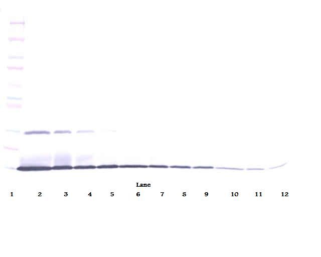 IL22 Antibody - Western Blot (non-reducing) of IL-22 antibody. This image was taken for the unconjugated form of this product. Other forms have not been tested.