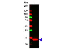 IL22 Antibody - Western Blot of Rabbit anti-IL-22 antibody. Lane 1: Human IL-22 Recombinant Protein. Lane 2: None. Load: 50 ng per lane. Primary antibody: IL-22 antibody at 1:1,000 for overnight at 4 degrees C. Secondary antibody: DyLight alpha 649 rabbit secondary antibody at 1:20,000 for 30 min at RT. Block: MB-070 for 30 min at RT. Predicted/Observed size: 14 kDa, 14 kDa for Human IL-22. Other band(s): None.