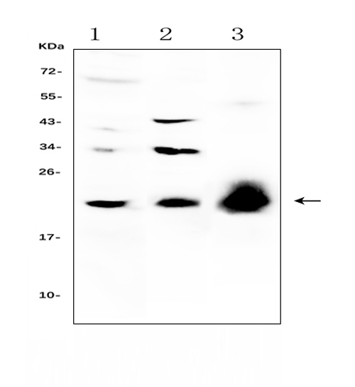 IL22 Antibody - Western blot analysis of IL-22 using anti-IL-22 antibody. Electrophoresis was performed on a 5-20% SDS-PAGE gel at 70V (Stacking gel) / 90V (Resolving gel) for 2-3 hours. The sample well of each lane was loaded with 50ug of sample under reducing conditions. Lane 1: human HepG2 whole cell lysate,Lane 2: mouse HEPA1-6 whole cell lysate,Lane 3: rat PC-12 whole cell lysate, After Electrophoresis, proteins were transferred to a Nitrocellulose membrane at 150mA for 50-90 minutes. Blocked the membrane with 5% Non-fat Milk/ TBS for 1.5 hour at RT. The membrane was incubated with rabbit anti-IL-22 antigen affinity purified polyclonal antibody at 0.5 µg/mL overnight at 4°C, then washed with TBS-0.1% Tween 3 times with 5 minutes each and probed with a goat anti-rabbit IgG-HRP secondary antibody at a dilution of 1:10000 for 1.5 hour at RT. The signal is developed using an Enhanced Chemiluminescent detection (ECL) kit with Tanon 5200 system. A specific band was detected for IL-22 at approximately 22KD. The expected band size for IL-22 is at 20KD.