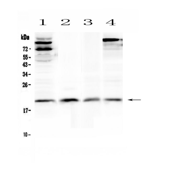 IL22 Antibody - Western blot - Anti-IL22 Picoband Antibody