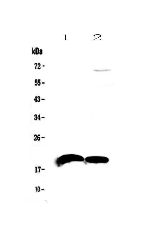 IL22 Antibody - Western blot - Anti-IL22 Picoband antibody