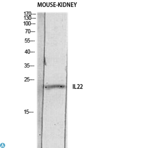 IL22 Antibody - Western Blot (WB) analysis of Mouse Kidney lysis using IL22 antibody.