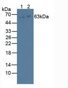 IL22RA1 / IL22R Antibody - Western Blot; Sample: Lane1: Porcine Spleen Tissue; Lane2: Human K562 Cell.