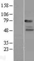 IL22RA1 / IL22R Protein - Western validation with an anti-DDK antibody * L: Control HEK293 lysate R: Over-expression lysate