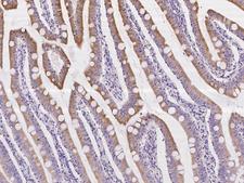 IL23 Antibody - Immunochemical staining of human IL23A in human small intestine with rabbit polyclonal antibody at 1:100 dilution, formalin-fixed paraffin embedded sections.
