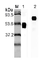 IL23A / IL-23 p19 Antibody - Western blot analysis using anti-IL-23p19 (human), mAb (I 178G) at 1:2000 dilution. 1: Human IL-23p19 Fc-fusion protein. 2: Recombinant human single chain IL-23 (FLAG-tagged).