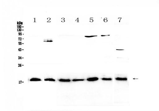 IL23A / IL-23 p19 Antibody - Western blot - Anti-IL23 Picoband antibody