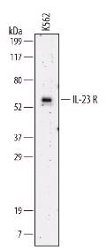 IL23R Antibody - Western blot shows lysates of K562 human chronic myelogenous leukemia cell line. PVDF membrane was probed with 2 ug/mL of Interleukin 23R (Interleukin 23 Receptor, IL-23R) followed by HRP conjugated Anti Mouse IgG Secondary Antibody. A specific band was detected for IL 23 R at approximately 58 kD (as indicated). This experiment was conducted under non reducing conditions.