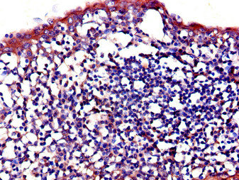 IL23R Antibody - Immunohistochemistry of paraffin-embedded human tonsil tissue using IL23R Antibody at dilution of 1:100