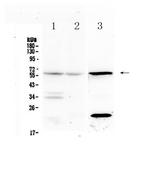 IL23R Antibody - Western blot - Anti-IL23 Receptor Picoband Antibody