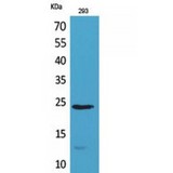 IL24 Antibody - Western blot of MDA-7 antibody