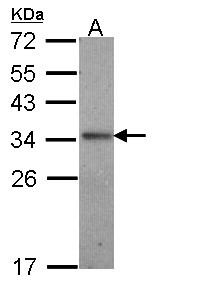 IL24 Antibody - Sample (30 ug of whole cell lysate). A: A431 . 12% SDS PAGE. IL24 antibody diluted at 1:1000.
