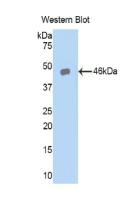 IL24 Antibody - Western blot of recombinant IL24.  This image was taken for the unconjugated form of this product. Other forms have not been tested.
