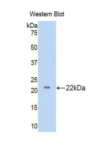 IL24 Antibody - Western blot of recombinant IL24.  This image was taken for the unconjugated form of this product. Other forms have not been tested.