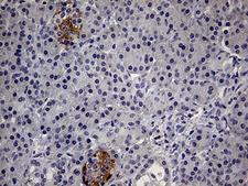 IL24 Antibody - Immunohistochemical staining of paraffin-embedded Human pancreas tissue within the normal limits using anti-IL24 mouse monoclonal antibody. (Heat-induced epitope retrieval by 1mM EDTA in 10mM Tris buffer. (pH8.5) at 120°C for 3 min. (1:150)