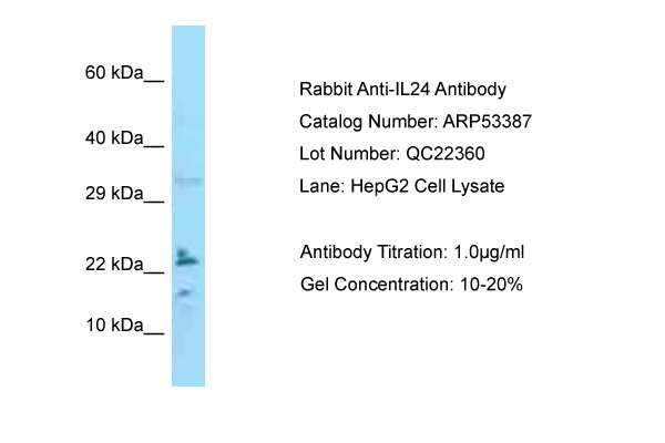 IL24 Antibody -  This image was taken for the unconjugated form of this product. Other forms have not been tested.