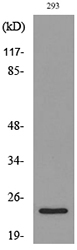 IL24 Antibody - Western blot analysis of lysate from 293 cells, using IL24 Antibody.