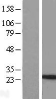 IL24 Protein - Western validation with an anti-DDK antibody * L: Control HEK293 lysate R: Over-expression lysate