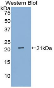 IL25 / IL17E Antibody - Western blot of recombinant IL25 / IL17E.  This image was taken for the unconjugated form of this product. Other forms have not been tested.