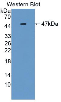 IL25 / IL17E Antibody - Western Blot; Sample: Recombinant IL25, Mouse.