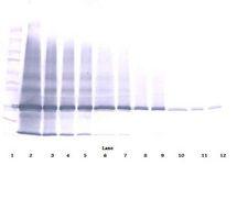 IL25 / IL17E Antibody - Western Blot (non-reducing) of IL-17E / IL25 antibody. This image was taken for the unconjugated form of this product. Other forms have not been tested.