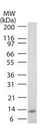 IL25 / IL17E Antibody - Anti-IL-17E Biotin Conjugated Antibody - Western Blot Western Blot of Mouse anti-IL-17E antibody in full length recombinant protein using IL-17E antibody at 0.5 ug/mL This image was taken for the unconjugated form of this product. Other forms have not been tested.