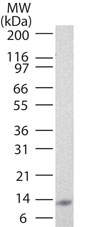 IL25 / IL17E Antibody - Western blot of IL-25 in full-length recombinant protein using IL-25 antibody at 0.5 ug/ml.