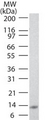 IL25 / IL17E Antibody - Western blot of IL-25 in full-length recombinant protein using IL-25 antibody at 0.5 ug/ml.