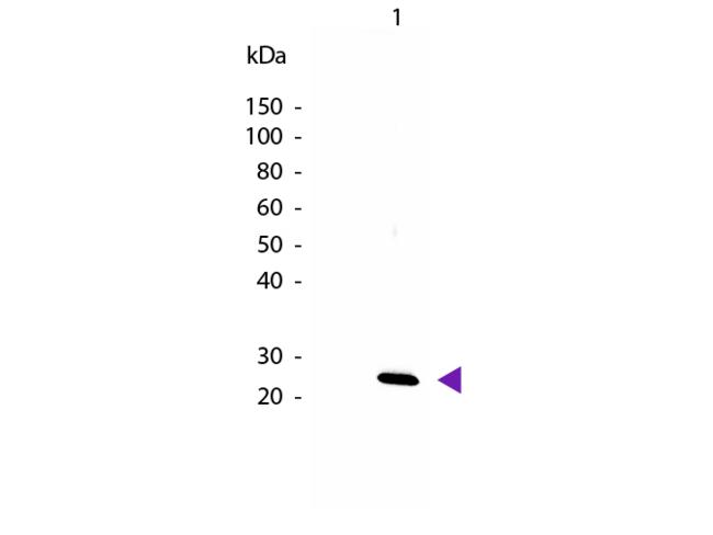 IL27 Antibody - Western Blot of Biotin Conjugated Rabbit anti-IL-27/p28 antibody. Lane 1: Mouse IL-27/p28. Lane 2: None. Load: 50 ng per lane. Primary antibody: None. Secondary antibody: Biotin rabbit secondary antibody at 1:1,000 for 60 min at RT.