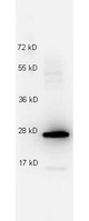IL27 Antibody - Anti-IL-27/p28 antibody in western blot shows detection of recombinant mouse IL-27/p28. Recombinant protein (0.1 g) was loaded on to an SDS-PAGE gel, and after separation, transferred to nitrocellulose. The expected band is approximately 26 kDa in size. The membrane was blocked with 1% BSA in TBST for 30 min at RT, followed by incubation with Anti-IL-27/p28 antibody diluted 1:1000 in 1% BSA in TBST overnight at 4°C. After washes, the blot was reacted with secondary antibody HRP Goat anti-Rabbit IgG antibody diluted 1:40000 in blocking buffer (p/n MB-070) for 30 min at RT. Data was collected using Bio-Rad VersaDoc 4000 MP imaging system.
