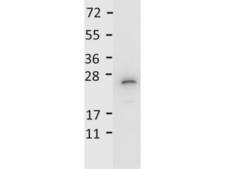 IL27 Antibody - Recombinant mouse IL27/p28 was loaded at 0.25 µg. The blot was blocked with 1% BSA in TBST for 30 min at RT. Blot was incubated with HRP rabbit anti-Mouse IL-27/p28 in 1% BSA/TBST at 1:5,000 for 30 min at RT. Data was collected using Bio-Rad VersaDoc® 4000 MP.