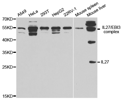 IL27 Antibody - Western blot analysis of extracts of various cell lines.