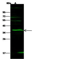 IL27 Antibody - Anti-IL27 rabbit polyclonal antibody at 1:500 dilution. Lane A: Jurkat Whole Cell Lysate. Lysates/proteins at 30 ug per lane. Secondary: Goat Anti-Rabbit IgG H&L (Dylight 800) at 1/10000 dilution. Developed using the Odyssey technique. Performed under reducing conditions. Predicted band size: 27 kDa. Observed band size: 38 kDa. (We are unsure as to the identity of these extra bands.)