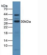 IL2RA / CD25 Antibody - Western Blot; Sample: Mouse Liver Tissue.
