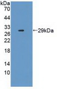 IL2RA / CD25 Antibody - Western Blot; Sample: Recombinant IL2Ra, Human.