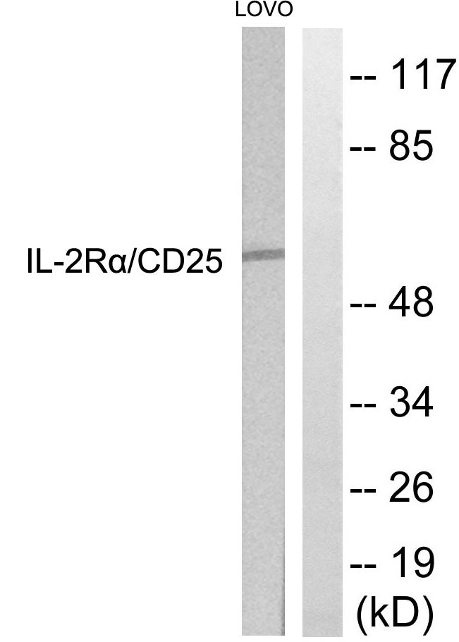 IL2RA / CD25 Antibody - Western blot analysis of lysates from LOVO cells, using IL-2R alpha/CD25 Antibody. The lane on the right is blocked with the synthesized peptide.