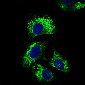 IL2RA / CD25 Antibody - Immunofluorescence of HeLa cells using IL2RA mouse monoclonal antibody (green). Blue: DRAQ5 fluorescent DNA dye.