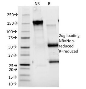IL2RA / CD25 Antibody - SDS-PAGE Analysis of Purified, BSA-Free CD25 Antibody (clone 143-13). Confirmation of Integrity and Purity of the Antibody.