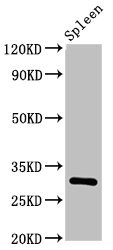 IL2RA / CD25 Antibody - Positive Western Blot detected in Rat spleen tissue. All lanes: IL2RA antibody at 3.2 µg/ml Secondary Goat polyclonal to rabbit IgG at 1/50000 dilution. Predicted band size: 31 KDa. Observed band size: 31 KDa