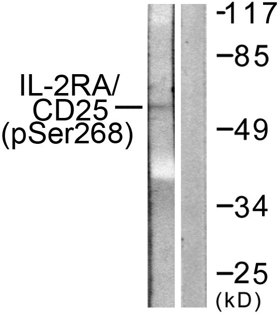 IL2RA / CD25 Antibody - Western blot analysis of lysates from LOVO cells, using IL-2R alpha/CD25 (Phospho-Ser268) Antibody. The lane on the right is blocked with the phospho peptide.