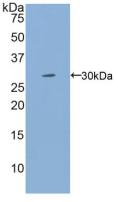 IL2RG / CD132 Antibody - Western Blot; Sample: Recombinant IL2Rg, Human.