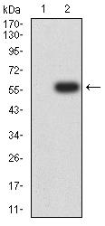 IL2RG / CD132 Antibody - Western blot analysis using CD132 mAb against HEK293 (1) and CD132 (AA: extra 23-262)-hIgGFc transfected HEK293 (2) cell lysate.
