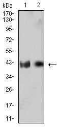 IL2RG / CD132 Antibody - Western blot analysis using CD132 mouse mAb against MOLT4 (1) and U937 (2) cell lysate.