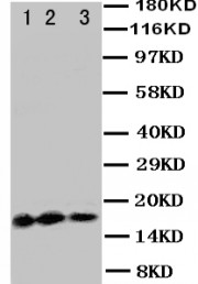 IL3 Antibody - WB of IL3 antibody. Lane 1: Recombinant Human IL3 Protein 10ng. Lane 2: Recombinant Human IL3 Protein 5ng . Lane 3: Recombinant Human IL3 Protein 2.5ng.