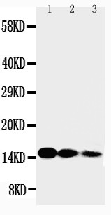 IL3 Antibody - WB of IL3 antibody. All lanes: Anti-IL3 at 0.5ug/ml. Lane 1: Recombinant Human IL-3 Protein 10ng. Lane 2: Recombinant Human IL-3 Protein 5ng. Lane 3: Recombinant Human IL-3 Protein 2.5ng. Predicted bind size: 15KD. Observed bind size: 15KD.