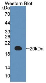 IL3 Antibody - Western Blot; Sample: Recombinant protein.