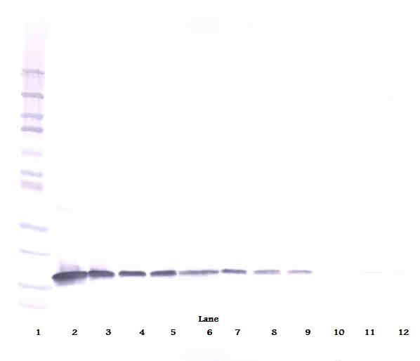 IL3 Antibody - Western Blot (reducing) of IL-3 antibody. This image was taken for the unconjugated form of this product. Other forms have not been tested.