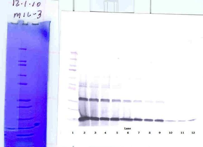 IL3 Antibody - Western Blot (reducing) of IL-3 antibody. This image was taken for the unconjugated form of this product. Other forms have not been tested.
