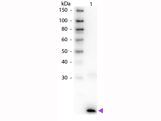 IL3 Antibody - Western Blot of Rabbit anti-Human IL-3 Biotin Conjugated Antibody. Lane 1: Human IL-3. Lane 2: None. Load: 50 ng per lane. Primary antibody: Human IL-3 primary antibody at 1:1,000 overnight at 4°C. Secondary antibody: Peroxidase streptavidin secondary antibody at 1:40,000 for 30 min at RT.
